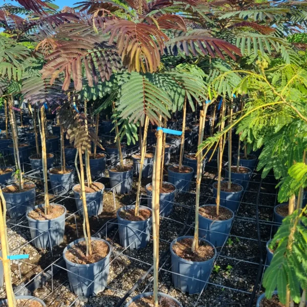 Albizia julibrissin (Albicija)