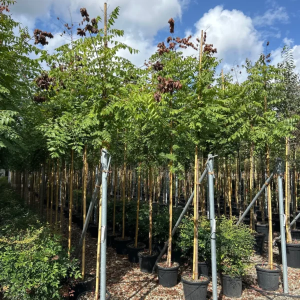 Koelreuteria paniculata (Latnati mehurnik)