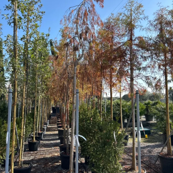 Taxodium distichum (Močvirska cipresa/Taksodij)
