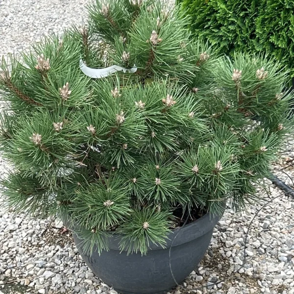Pinus nigra 'Nana' (Pritlikavi kompaktni črni bor)