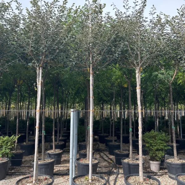 Hamamelis x intermedia (Nepozebnik)