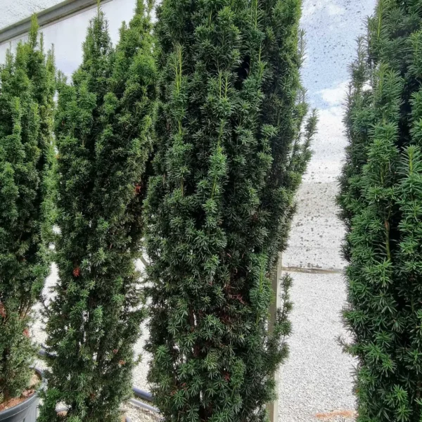 Taxus baccata 'Fastigiata Aurea' (Stebrasta tisa)