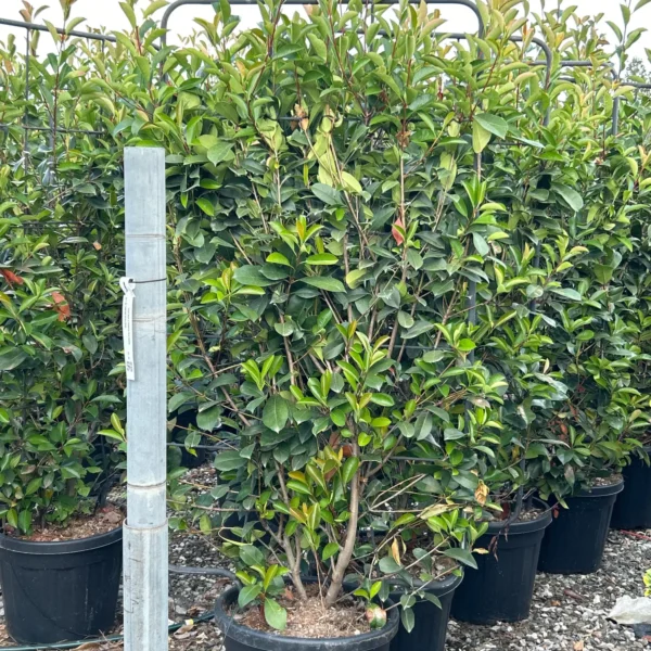 Photinia fr. 'Red Robin' (Fotinija BARIERA)