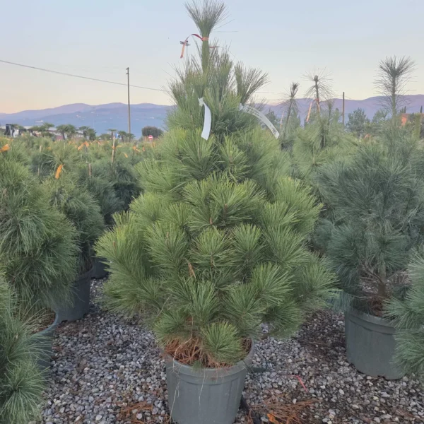 Pinus wallichiana (Himalajski bor)