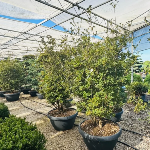 Enkianthus campanulatus (Japonski zvonček/Enkijant)