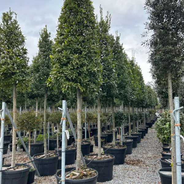 Laurus nobilis (Navadni lovor)