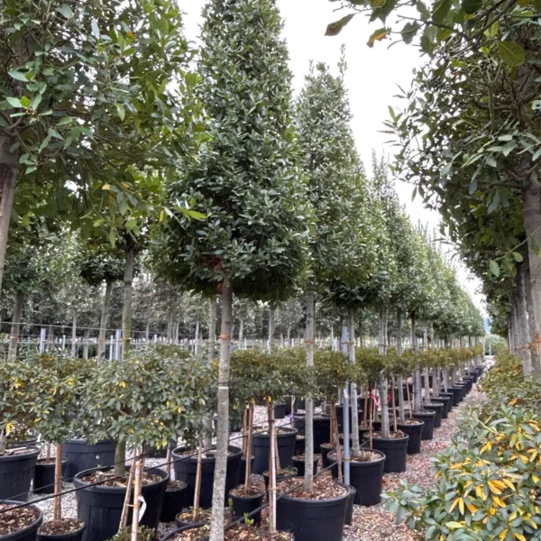 Laurus nobilis (Navadni lovor)