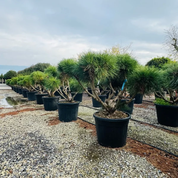 Pinus nigra 'Brepo' (Rušje)