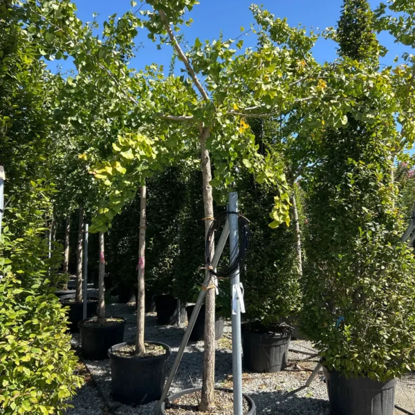 Ginkgo biloba 'Horizontalis' (Ginko)