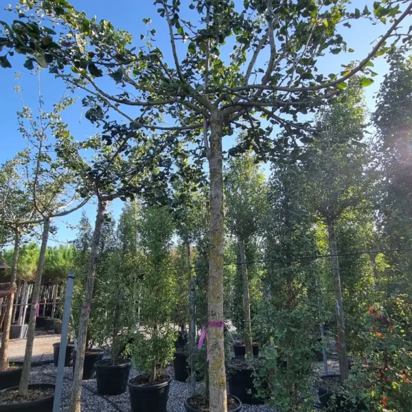 Ginkgo biloba 'Horizontalis' (Ginko)