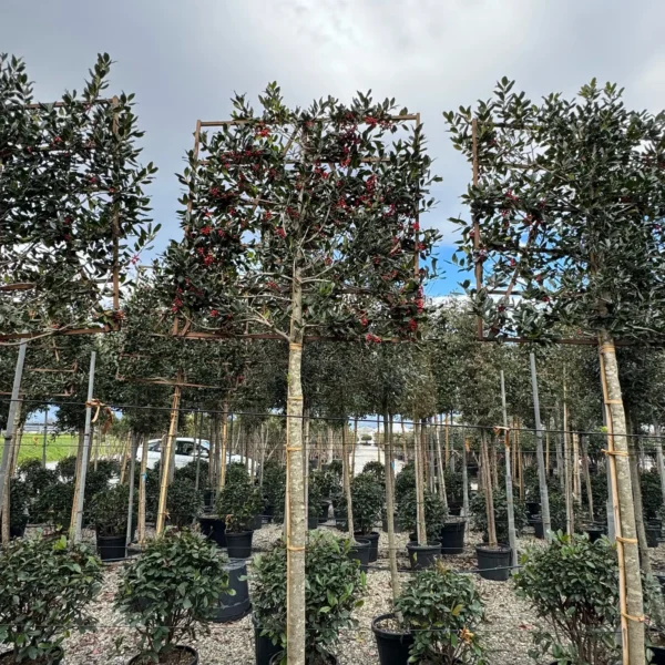 Ilex mutchagara 'Nellie R. Stevens' (Božlje drevce na steblu)