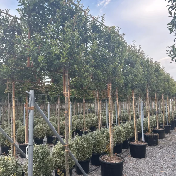 Photinia fr. 'Red Robin' (Fotinija BARIERA)