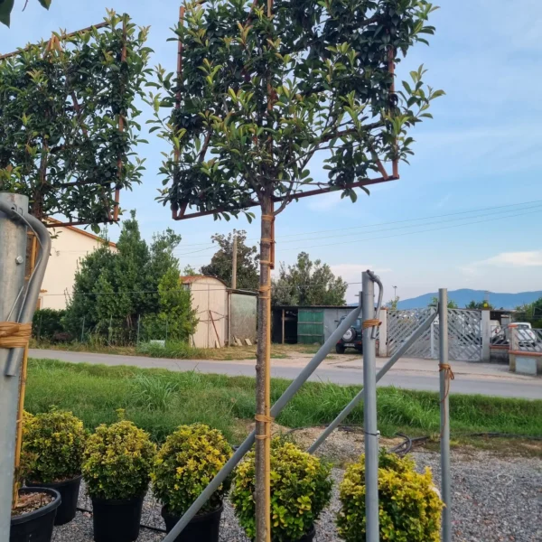 Photinia fr. 'Red Robin' (Fotinija BARIERA)