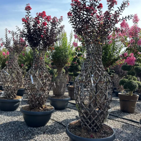 Lagerstroemia Black Diamond (R) 'Best Re)
