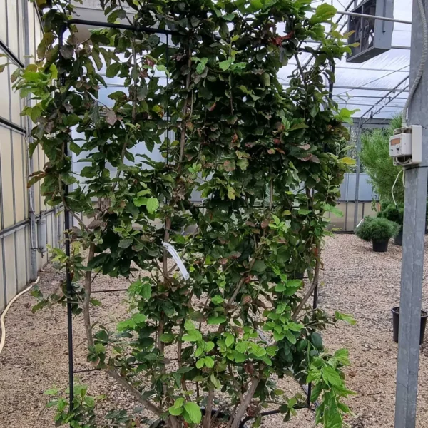 Parrotia persica (Parocija/Perzijska bukev)