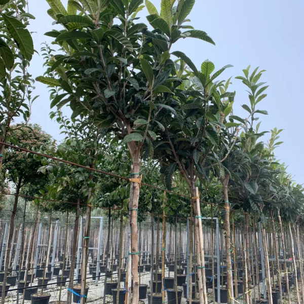 Eriobotrya japonica (Japonska nešplja)