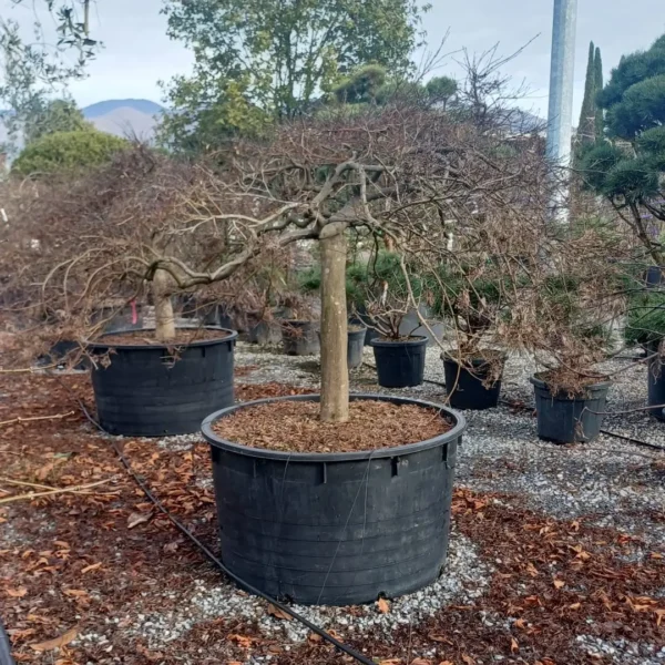 Acer palmatum dissectum 'Inaba Shidare'
