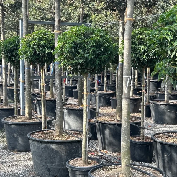 Prunus lusitanica `Angustifolia` (Portugalski lovorikovec - NA STEBLU)