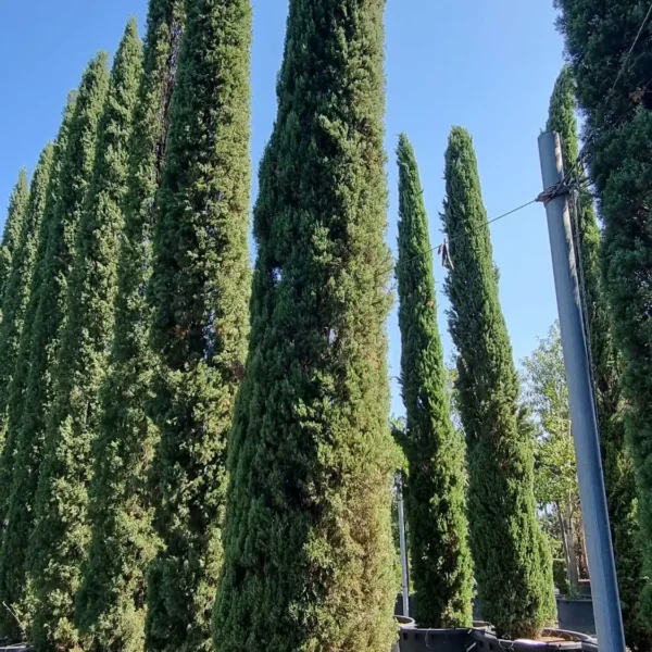 Cupressus sempervirens 'Pyramidalis' (Stebrasta cipresa)