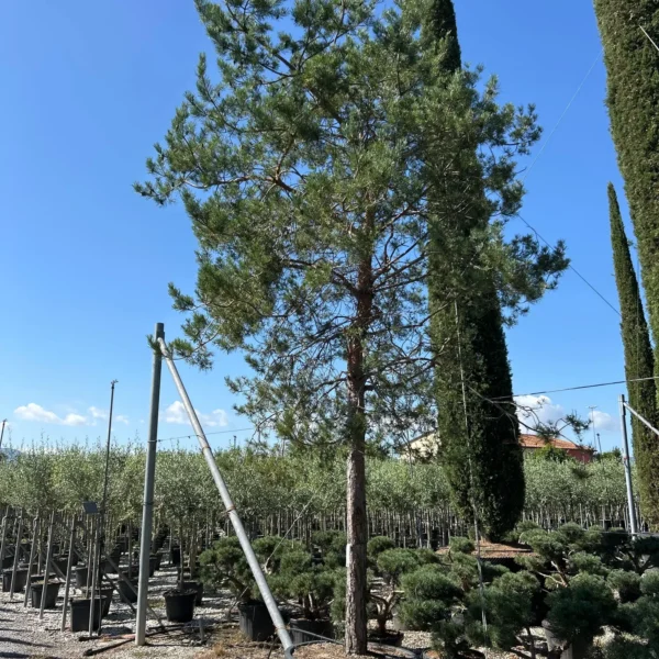 Pinus sylvestris (Rdeči bor)