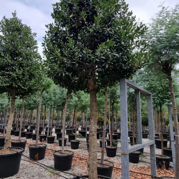 Ilex mutchagara 'Nellie R. Stevens' (Božlje drevce na steblu)