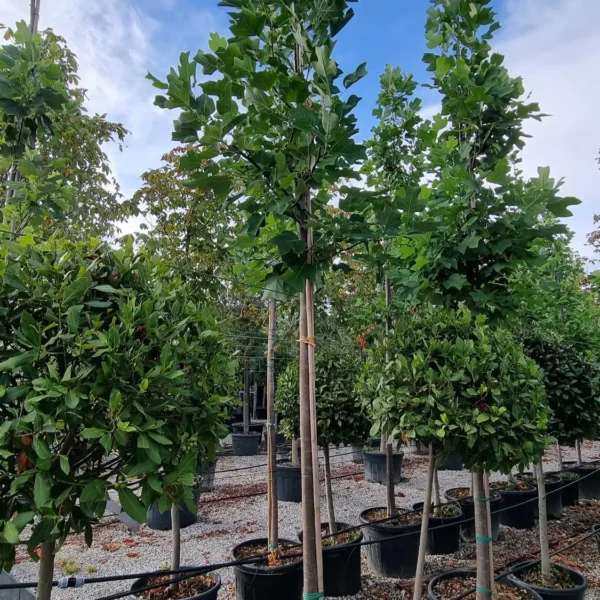 Liriodendron tulipifera (Tulipanovec)