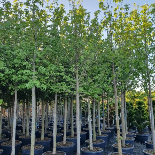 Liquidambar styraciflua (Ameriški ambrovec)