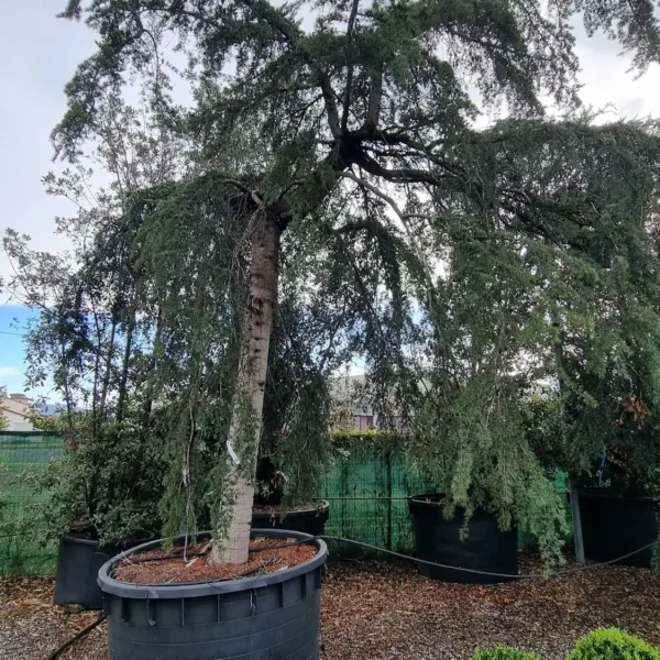 Cedrus deodara 'Pendula' (Povešava himalajska cedra)