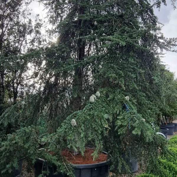 Cedrus deodara 'Pendula' (Povešava himalajska cedra)