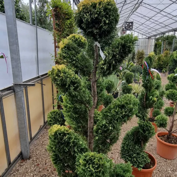 Cupressocyparis leylandii 'Gold Rider ' (Leylandova cipresa)