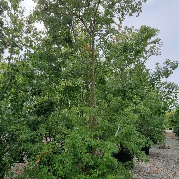 Acer buergerianum (Trizobi javor)