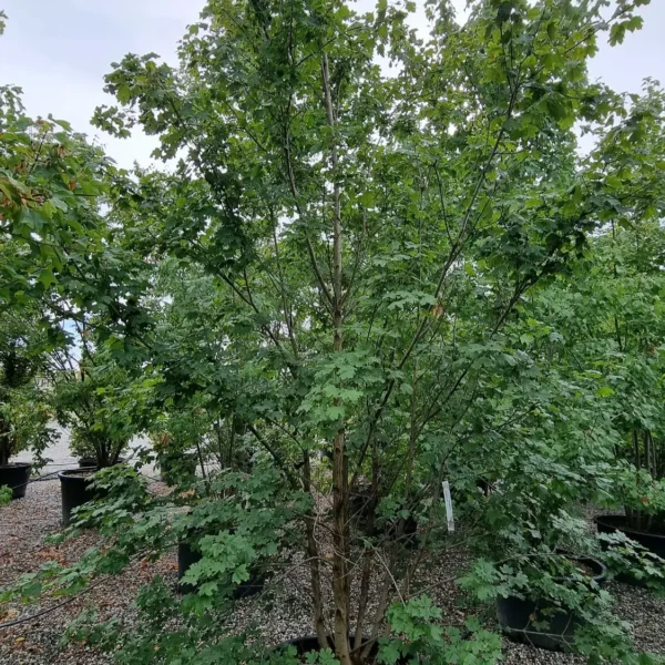 Acer campestre (Poljski javor, maklen)