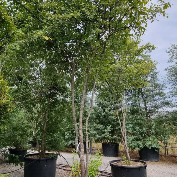 Amelanchier lamarckii (Šmarna hrušca)