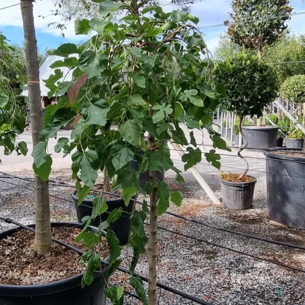 Morus alba 'Pendula' (Povešava murva)