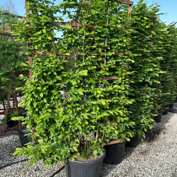 Carpinus betulus -(Gaber - bariera)