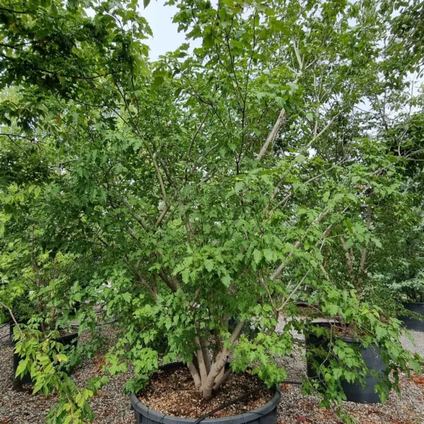 Acer ginnala (Mandžurski javor)