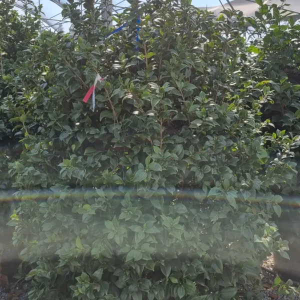 Camellia japonica ‘Rosso’ – EXTRA | kolekcijski soliter