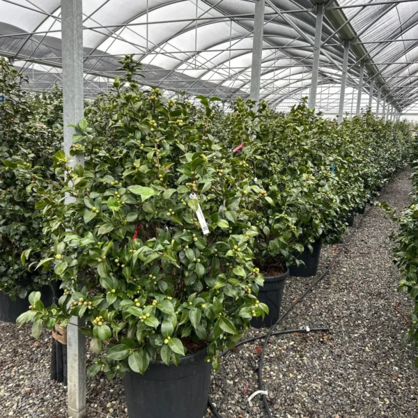 Camellia japonica ‘Rosso’ – EXTRA | kolekcijski soliter