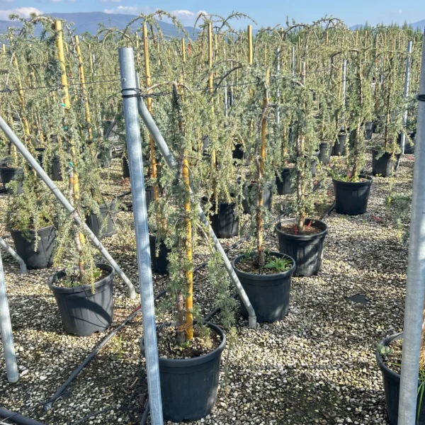 Cedrus atlantica 'Glauca Pendula' (Povešava atlaška cedra)