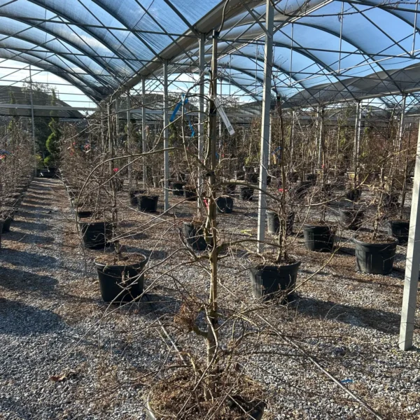 Acer palmatum dissectum 'Tamukeyama' (Japonski javor 'Tamukeyama')