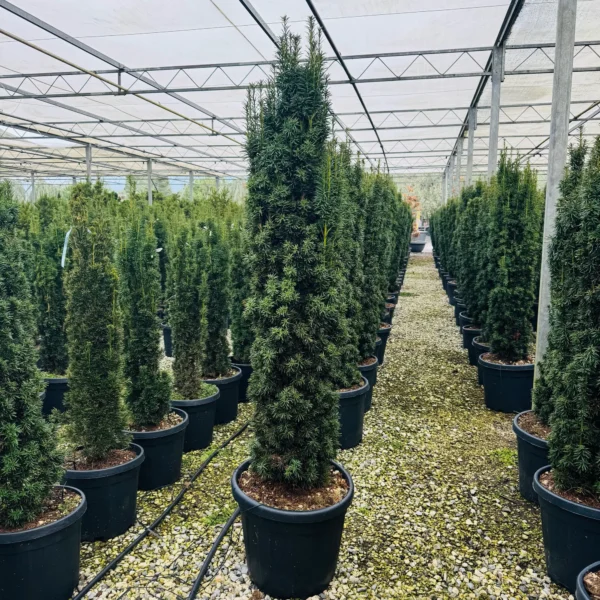 Taxus baccata 'Fastigiata Aurea' (Stebrasta tisa)