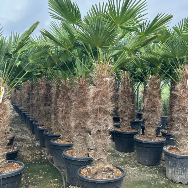 Trachycarpus fortunei (Palma - Visoka žumara)