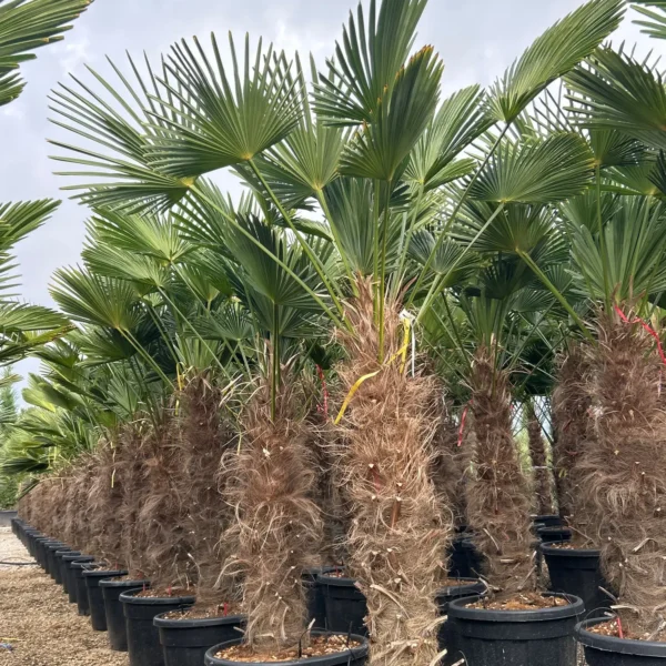 Trachycarpus fortunei (Palma - Visoka žumara)