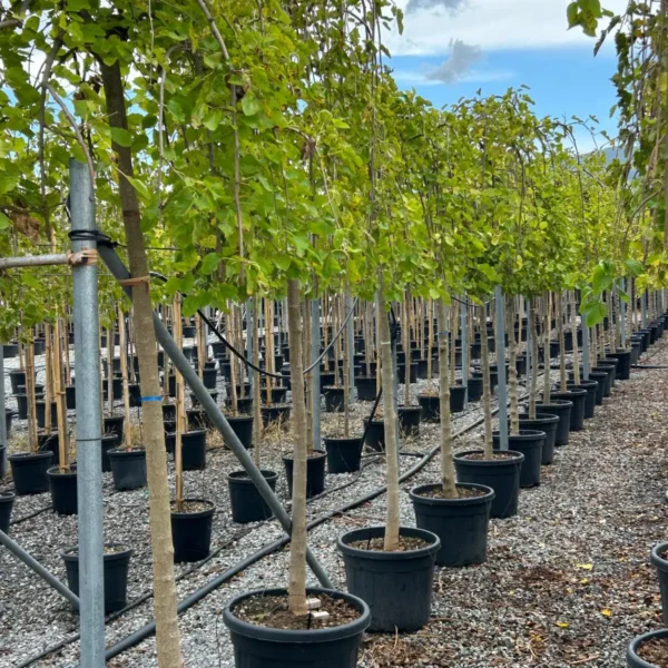 Morus alba 'Pendula' (Povešava murva)