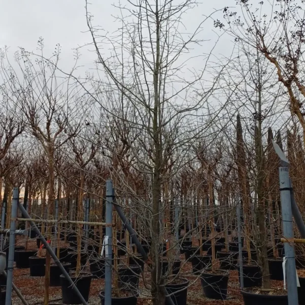 Nyssa Sylvatica (Črni Tupelo)