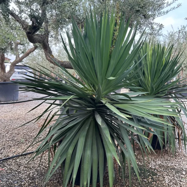 Yucca gloriosa (Bleščeča juka)