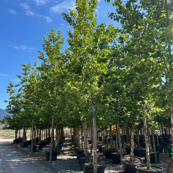 Platanus x acerifolia (Javorolistna platana)