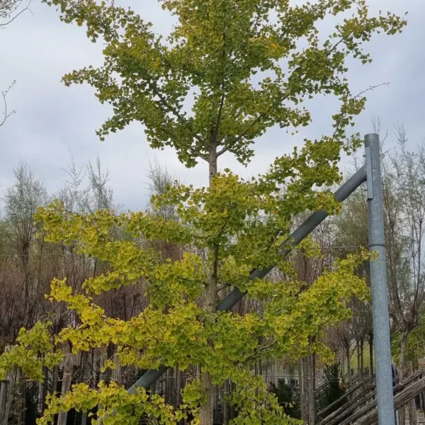 Ginkgo biloba (Dvokrpi ginko)