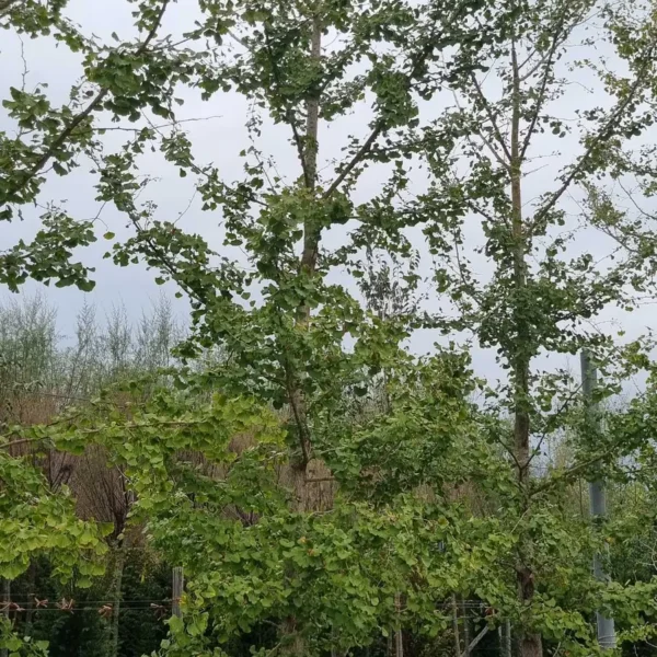 Ginkgo biloba (Dvokrpi ginko)