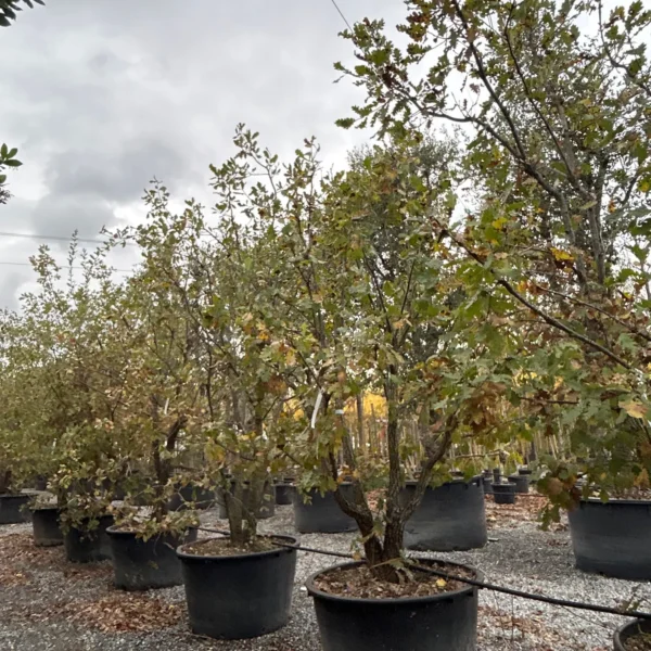 Quercus pubescens (Puhasti hrast)